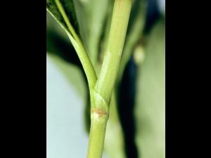 Renouée poivre eau (Persicaria hydropiper)_3