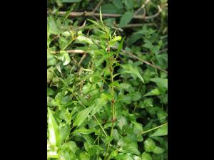 Renouée poivre eau (Persicaria hydropiper)_19