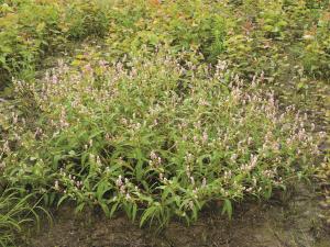 Renouée persicaire (Persicaria maculosa)_6