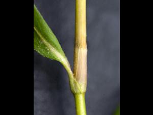 Renouée persicaire (Persicaria maculosa)_8