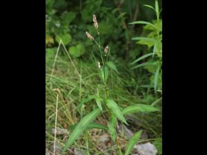 Renouée persicaire (Persicaria maculosa)_19