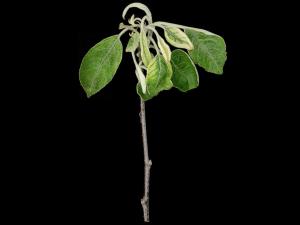 Pomme - glyphosate (9)_5