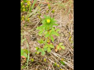 Potentille Norvège (Potentilla norvegica)_6