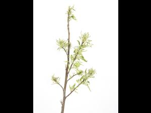 Pomme - glyphosate (9)_7