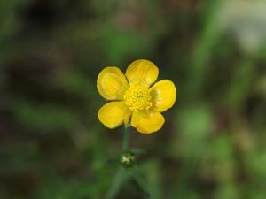 Renoncule âcre (Ranunculus acris)_13