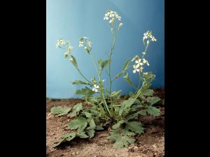 Radis sauvage (Raphanus raphanistrum)_8