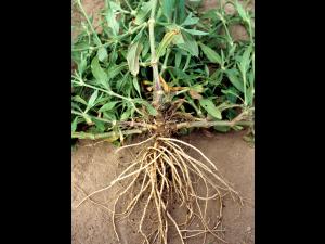 Lychnide blanche (Silene latifolia)_4