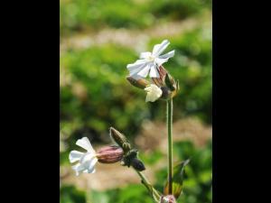 Lychnide blanche (Silene latifolia)_9