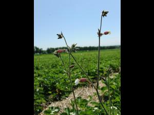 Lychnide blanche (Silene latifolia)_15