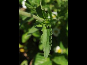Lychnide blanche (Silene latifolia)_17