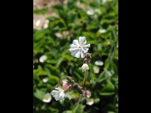 Lychnide blanche (Silene latifolia)_19