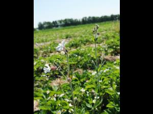 Lychnide blanche (Silene latifolia)_20