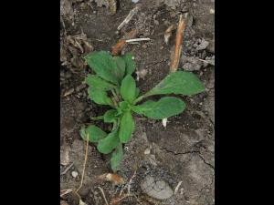Lychnide blanche (Silene latifolia)_25