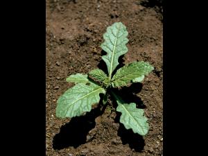 Moutarde champs (Sinapis arvensis)_3