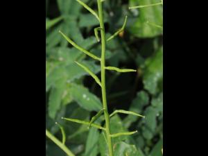 Moutarde champs (Sinapis arvensis)_17