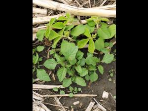 Morelle noire Est (Solanum ptychanthum)_6