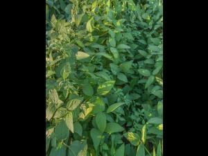 Morelle noire Est (Solanum ptychanthum)_17