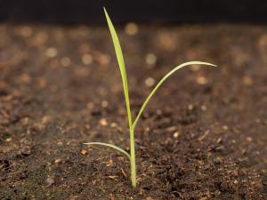 Panic automne (Panicum dichotomiflorum)_9