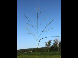 Panic automne (Panicum dichotomiflorum)_13