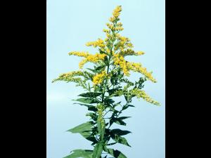 Verge d'or du Canada(Solidago canadensis)_1