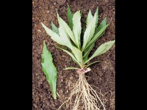 Verge d'or du Canada(Solidago canadensis)_2