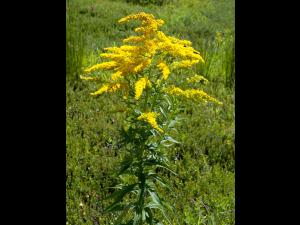 Verge d'or du Canada(Solidago canadensis)_5