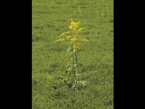 Verge d'or du Canada(Solidago canadensis)_6