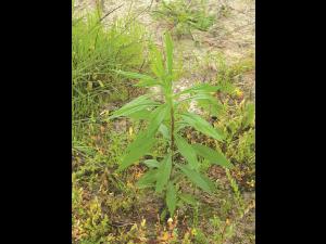 Verge d'or du Canada(Solidago canadensis)_7