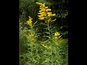 Verge d'or du Canada(Solidago canadensis)_12