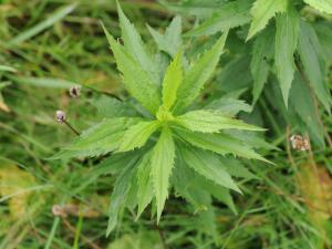 Verge d'or du Canada(Solidago canadensis)_17
