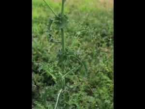 Laiteron rude (Sonchus asper)_13