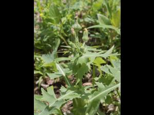 Laiteron potager (Sonchus oleraceus)_6