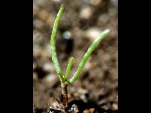 Spargoute des champs(Spergula arvensis)_1