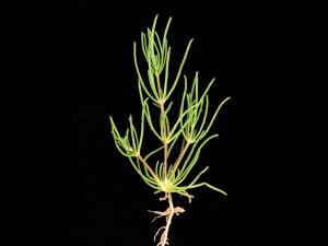 Spargoute des champs(Spergula arvensis)_14