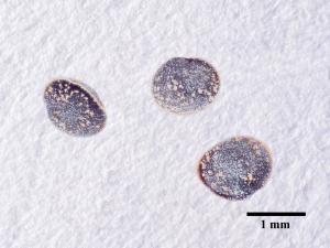 Spargoute des champs(Spergula arvensis)_17