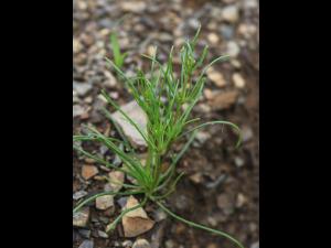 Spargoute des champs(Spergula arvensis)_20