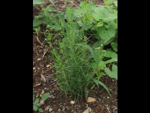 Spargoute des champs(Spergula arvensis)_22