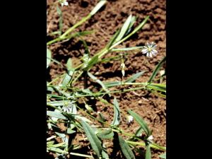 Stellaire à feuilles de graminée(Stellaria graminea)_4