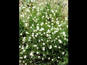 Stellaire à feuilles de graminée(Stellaria graminea)_6