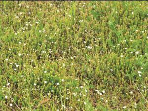 Stellaire à feuilles de graminée(Stellaria graminea)_9