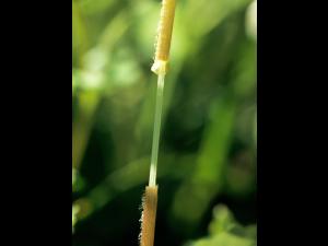 Stellaire moyenne(Stellaria media)_4