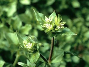 Stellaire moyenne(Stellaria media)_5