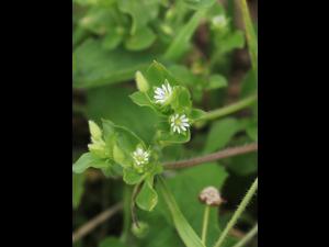 Stellaire moyenne(Stellaria media)_14