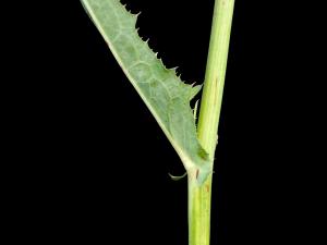 Laiteron champs (Sonchus arvensis)_5