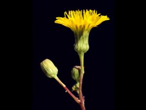 Laiteron champs (Sonchus arvensis)_9