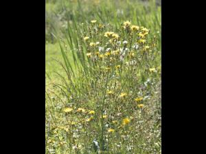 Laiteron champs (Sonchus arvensis)_13