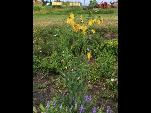 Laiteron champs (Sonchus arvensis)_19
