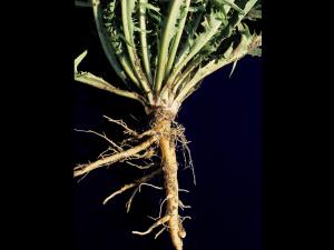 Pissenlit (Taraxacum officinale)_5