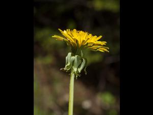 Pissenlit (Taraxacum officinale)_14