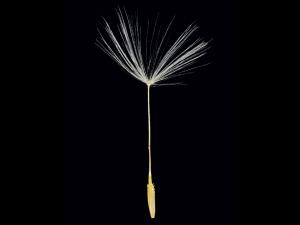 Pissenlit (Taraxacum officinale)_19